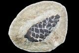 D, Oligocene Aged Fossil Pine Cone - Germany #77938-1